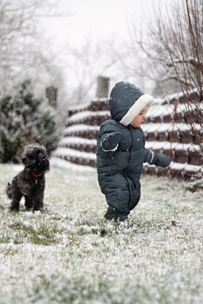 child, dog, nature, pet, snow, poodle, toddler, boy, snowing, miniature poodle, snowfall, cold, winter, young, baby, childhood, play, playful, cute, animal, outdoors